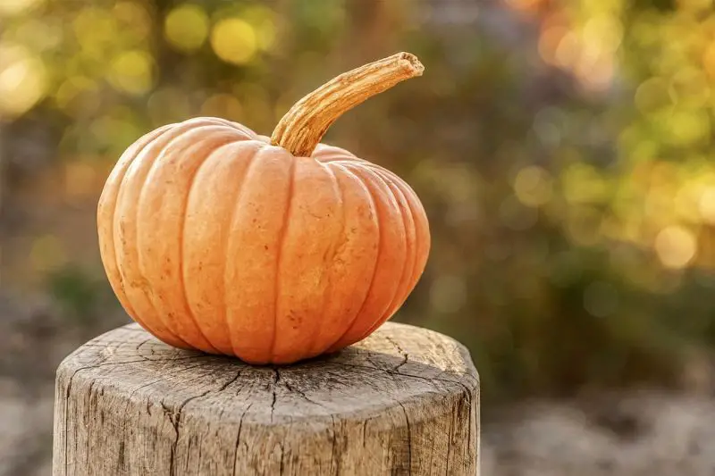 From Soaked Streets to Clear Skies: A Region-by-Region Look at Halloween Weather Across the United States