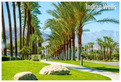 Rows of palm trees along a street in Indian Wells, California