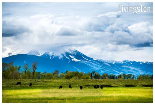 Cattle herds grazing in a large field near a scenic forest, gorgeous deep blue mountains, with low hanging clouds in Livingston, Montana