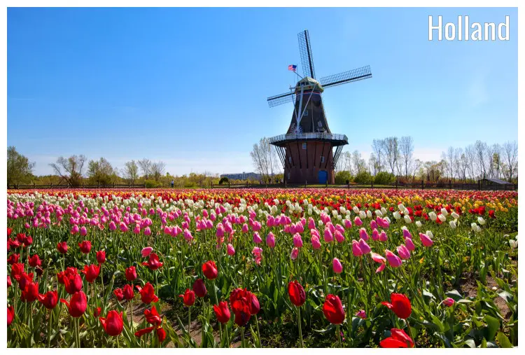 A windmill stands in the middle of a large field full of bright tulip flowers in Holland, Michigan A windmill stands in the middle of a large field full of bright tulip flowers in Holland, Michigan
