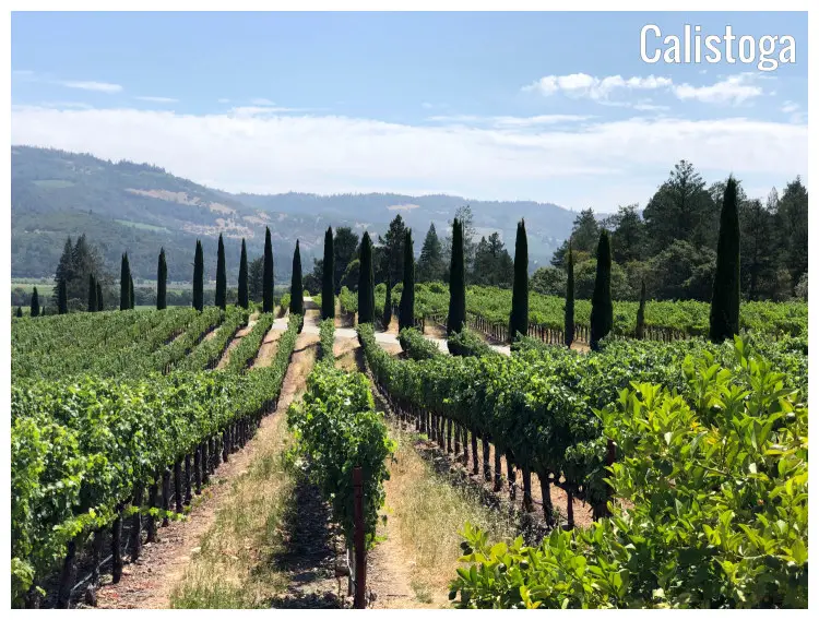 Vineyard and tree lines in a plantation in the Napa Valley in Calistoga, California Vineyard and tree lines in a plantation in the Napa Valley in Calistoga, California