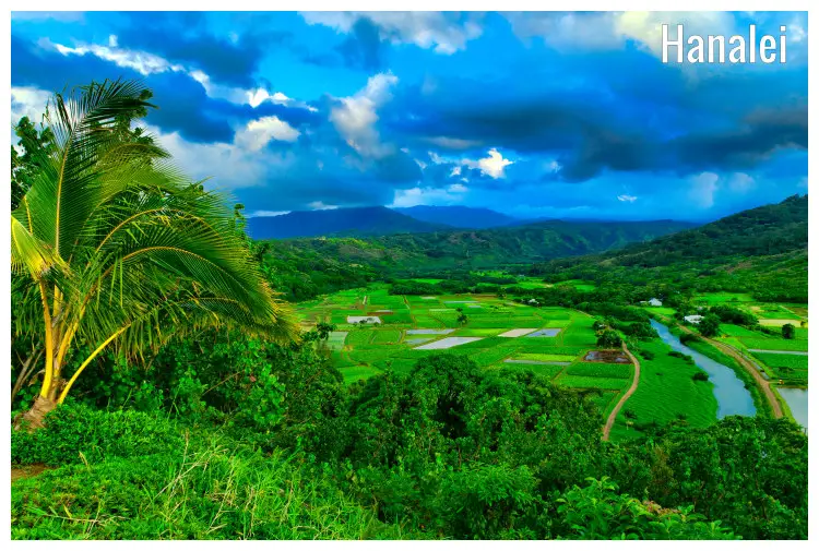 The vast Taro farm fields in the valley of Hanalei, Hawaii, with beautiful cloudy skies and mountains The vast Taro farm fields in the valley of Hanalei, Hawaii, with beautiful cloudy skies and mountains