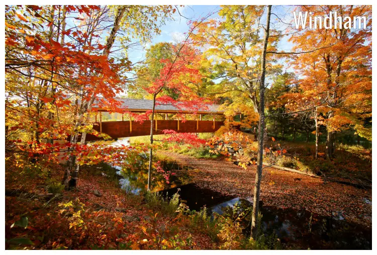 The fall foliage in the stunning tree colors in the woods of Windham, New York, a calm river full of tree leaves, and a covered bridge