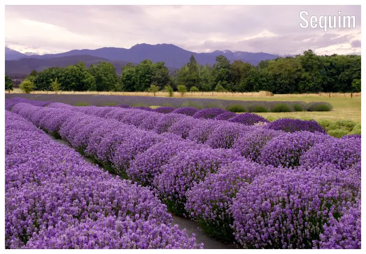 A vast lavender farm with fully blossomed purple flowers in rows, in Sequin, Washington