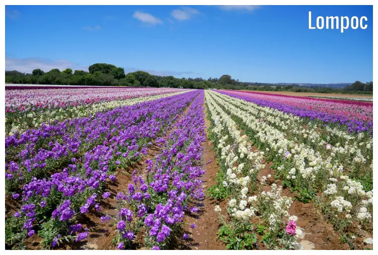 Rows of a colorful flower garden and varying flower petal colors in a field in Lompoc, California