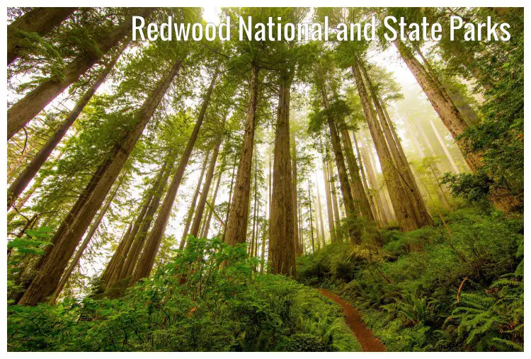 A small path through the gigantic trees of the Redwood National and State Parks in California A small path through the gigantic trees of the Redwood National and State Parks in California