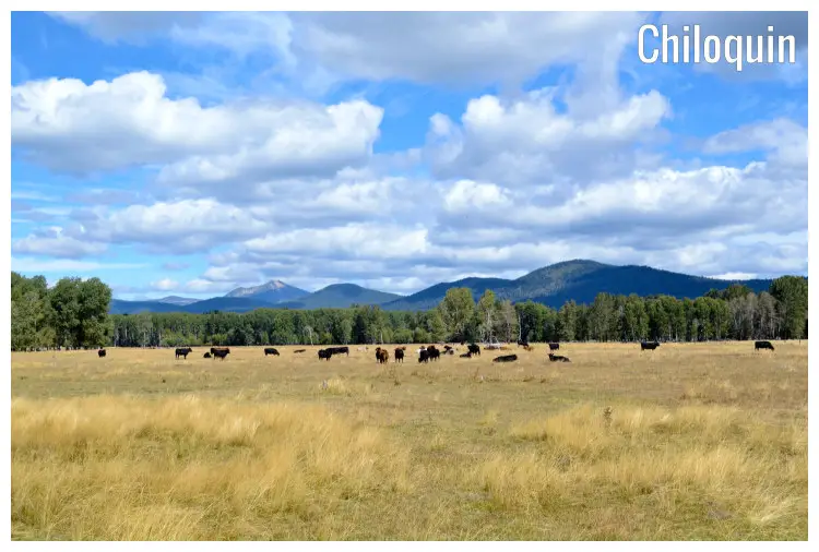 A large herd of cows grazes on a vast field near a tree forest overlooking the scenic mountains ranges in the distance, near Chiloquin, Oregon A large herd of cows grazes on a vast field near a tree forest overlooking the scenic mountains ranges in the distance, near Chiloquin, Oregon