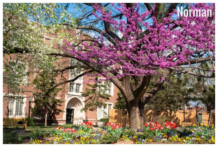 The colorful blossom of tulips, redbuds, and plums in a garden on the campus of the University of Oklahoma, Norman