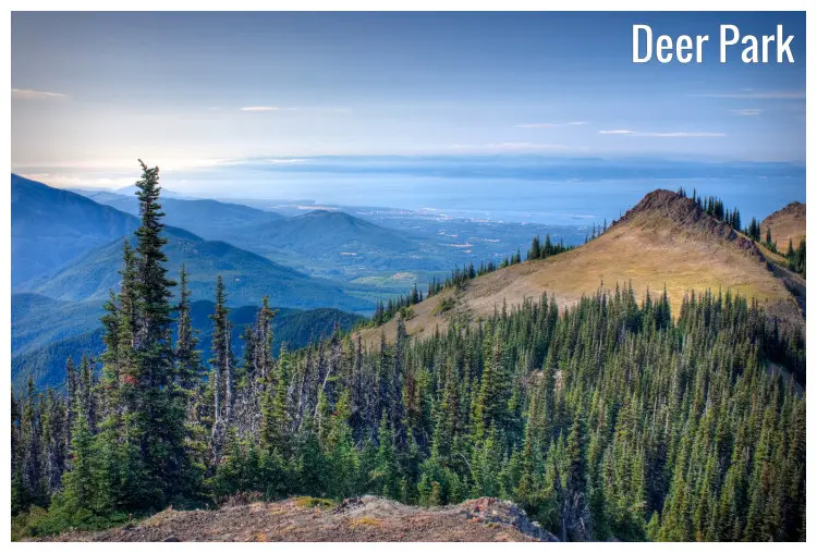 Pine tree forests in the hilly region in the Olympic National Park in Deer Park, Washington