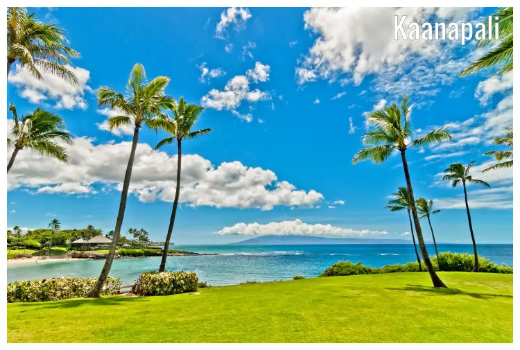 Palm trees on green grass overlooking the famous Kaanapali beach in Hawaii