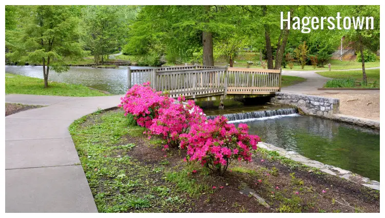 Bright pink blossoms of flowers, clean paths, a bridge, and scenic trees in the neat lawns of a city park in Hagerstown, Maryland