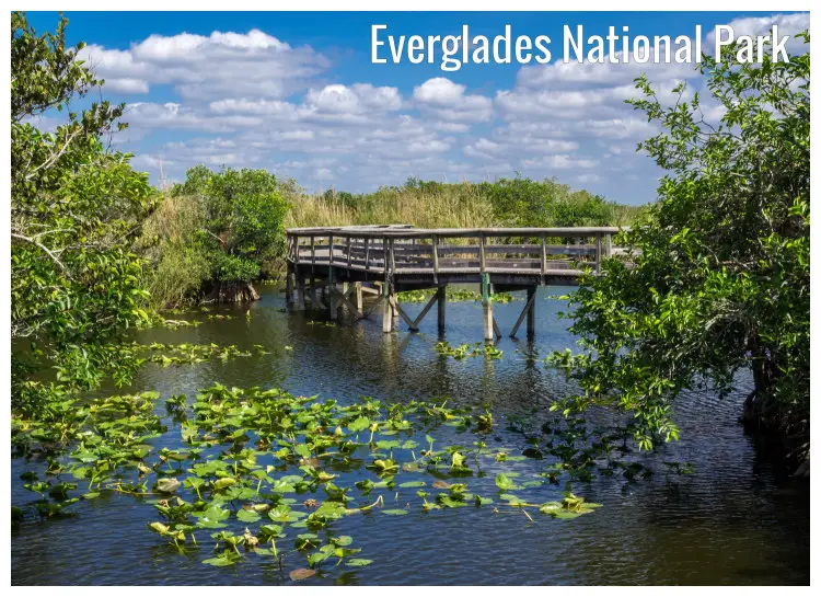 Water plants floating below a wooden bridge in the Everglades National Park, Florida Water plants floating below a wooden bridge in the Everglades National Park, Florida