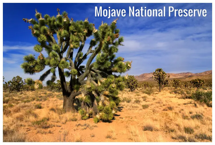 A forest of Joshua trees located in the Joshua Tree National Park in Mojave National Preserve, California A forest of Joshua trees located in the Joshua Tree National Park in Mojave National Preserve, California