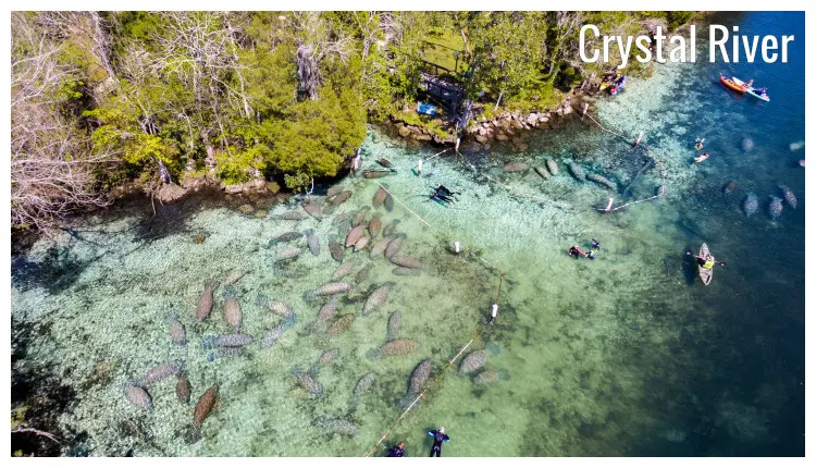 A few people on the clear and pebbly shores of the Crystal River in Florida, swimming with manatees under the hot summer sun