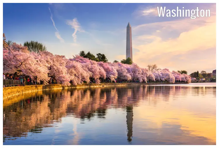 Rows of jacaranda trees in spring in the tidal basin of the Washington Monument in Washington city, DC, USA
