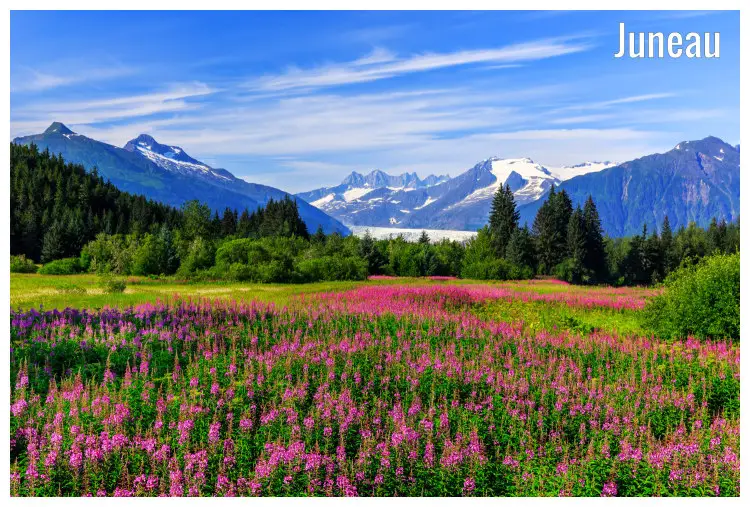 Blooming fireweed in Juneau, Alaska with snowy mountain peaks in the distance