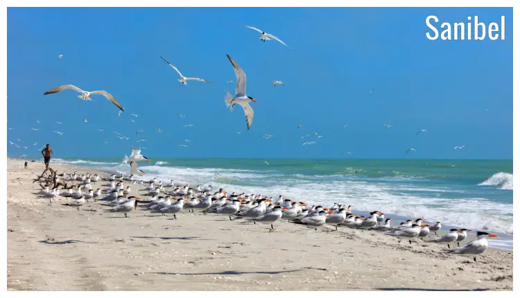 A large flock of the iconic royal tern birds on the white sandy shores on a typical beach in Sanibel, Florida
