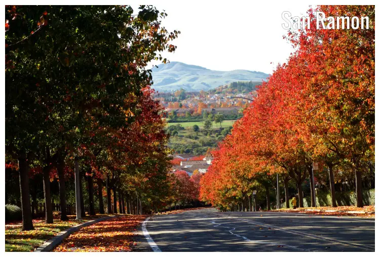 A street in San Ramon, California, featuring a stunning beauty of golden and brown trees on both sides of the road, during autumn A street in San Ramon, California, featuring a stunning beauty of golden and brown trees on both sides of the road, during autumn