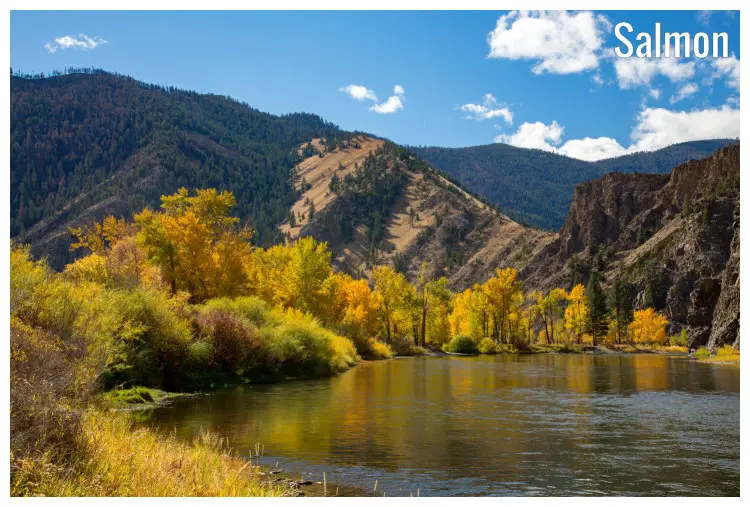 Bright yellow trees along the shores of the iconic Salmon River in Salmon, Idaho Bright yellow trees along the shores of the iconic Salmon River in Salmon, Idaho
