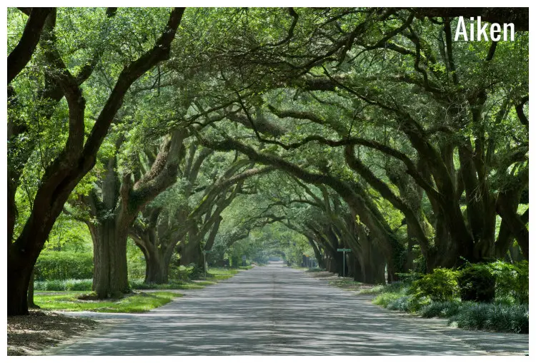The natural formation of the oak canopies along the South Boundary Street in Aiken, South Carolina
