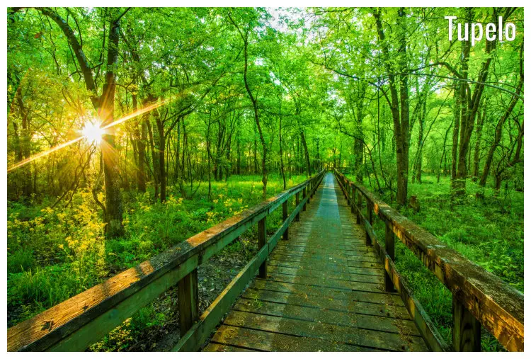The scenic greenery around the old Natchez hiking trail in Tupelo, Mississippi