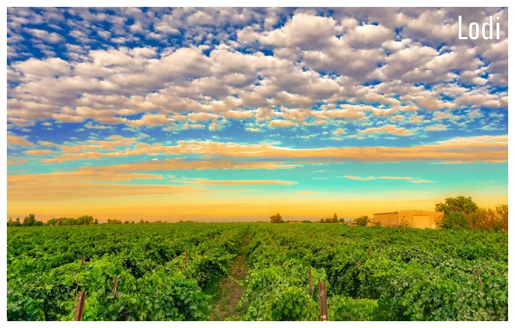 A unique shot of the colorful sky sunset over a vineyard plantation in Lodi, California A unique shot of the colorful sky sunset over a vineyard plantation in Lodi, California