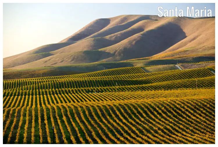 The hilly region of Santa Maria in California, over the neat vineyard farm on a sunny day