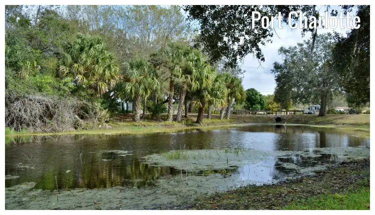 Palm trees and trees surrounding a pond in Port Charlotte, Florida Palm trees and trees surrounding a pond in Port Charlotte, Florida