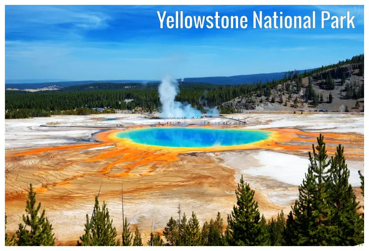 The natural Grand Prismatic hot springs within Yellowstone National Park, Wyoming, with yellow trails and trees and mountains in the background