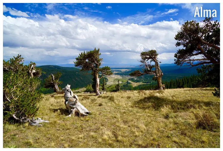 The beauty of the Bristlecone Pines up the hill looking over to Alma and Fairplay, Colorado The beauty of the Bristlecone Pines up the hill looking over to Alma and Fairplay, Colorado