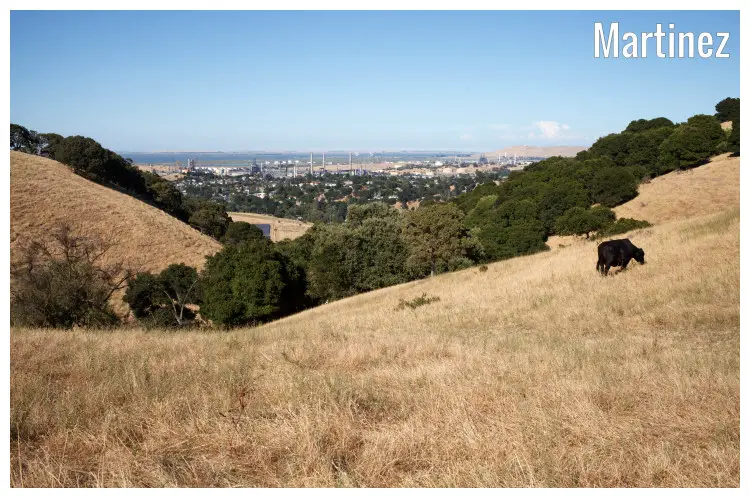 A cow grazing in the vast Martinez Hills A cow grazing in the vast Martinez Hills