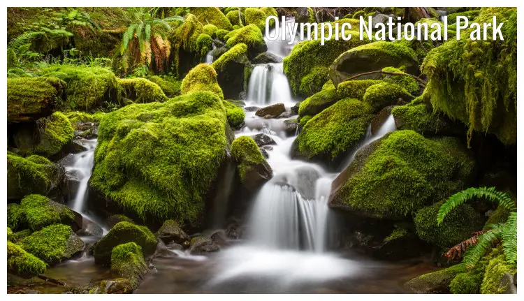 The incredibly scenic Green Moss stream flowing downstream in the Olympic National Park, Washington