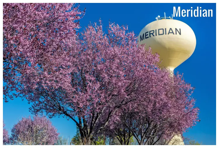 The trees blossom with colorful flower petals near a high water tower in Meridian, Idaho The trees blossom with colorful flower petals near a high water tower in Meridian, Idaho