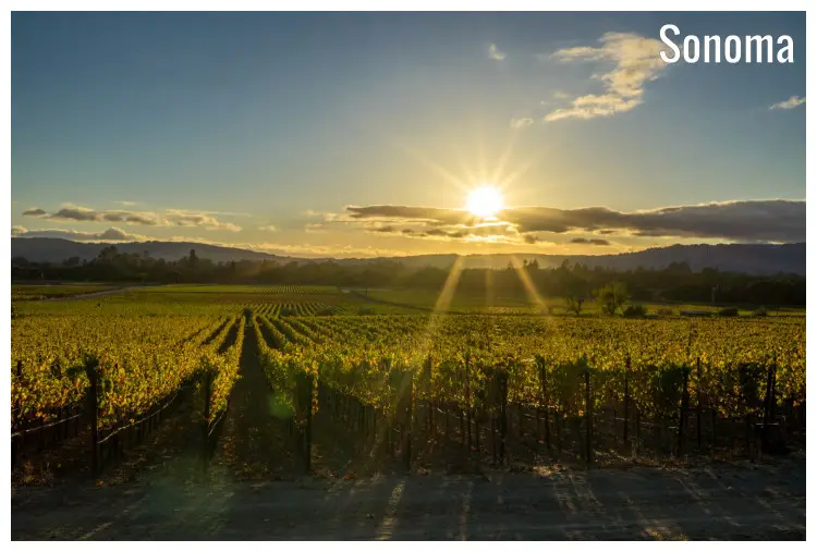 Neat rows of vines in a vineyard farm in Sonoma, California