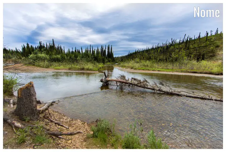 Broken trees, a small river, and shrubs afar in the historical gold rush site of Nome Creek, Alaska, in the White Mountains